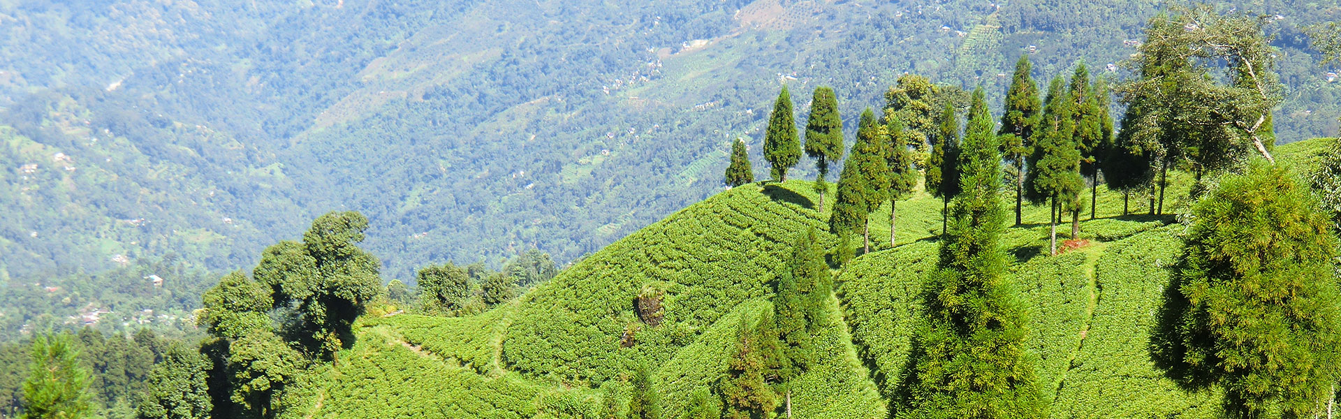Darjeeling Sikkim Himalayan Escape